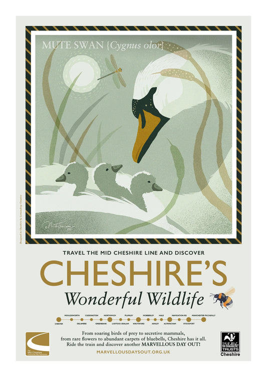 Mute Swan Poster