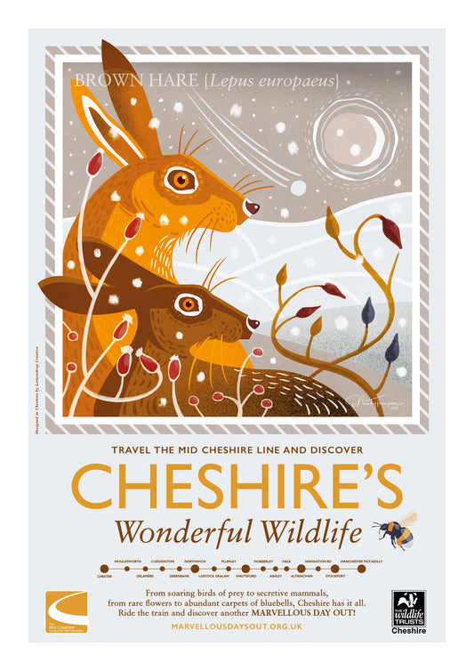 Brown Hare Poster