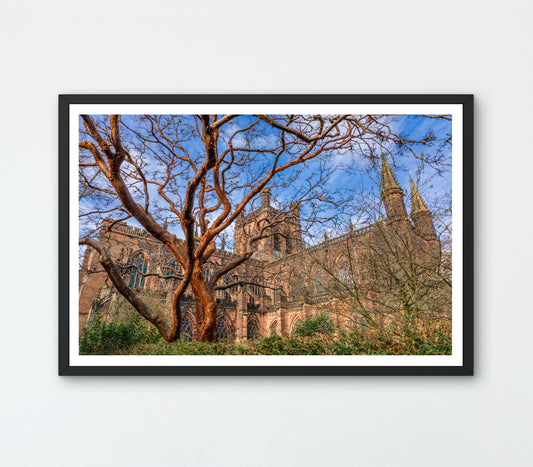 Chester Cathedral and Paperbark Maple