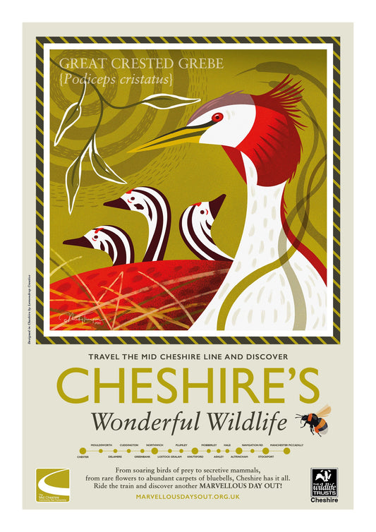 Great Crested Grebe Poster