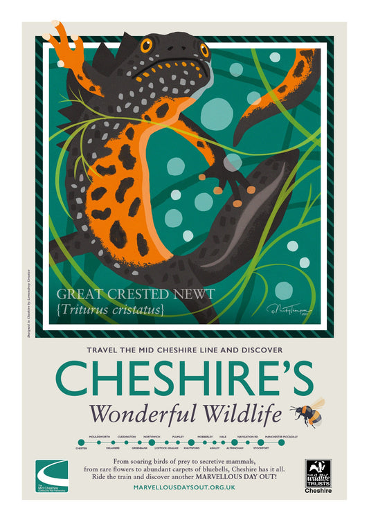 Great Crested Newt Poster