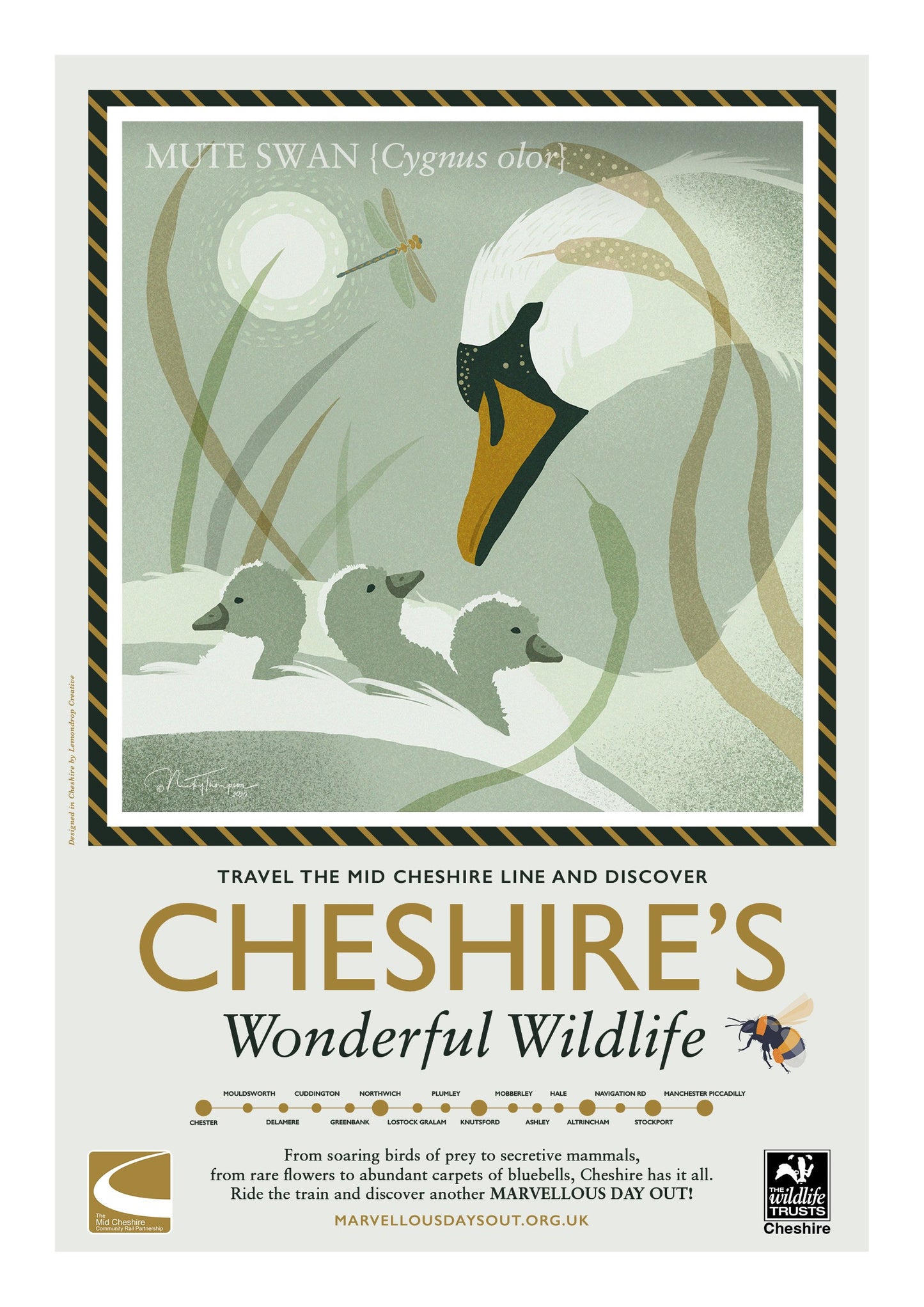Mute Swan Poster